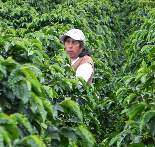 COLOMBIA, Catalina Vasquez, Finca La Secreta, Bolivar, Antioquia
